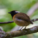 Black-breasted Gnateater (image by Leo Garrigues)