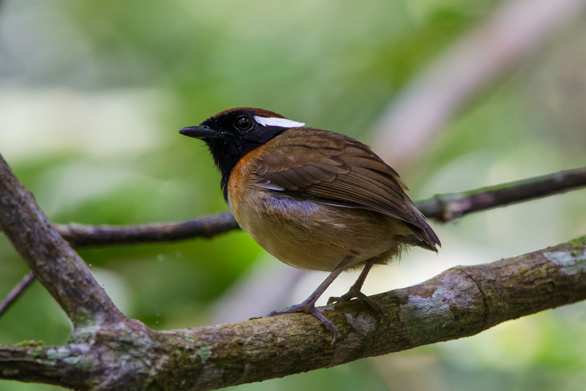 Black-breasted Gnateater (image by Leo Garrigues)