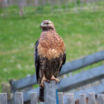 Black-chested Buzzard-Eagle (image by Mark Pearman)