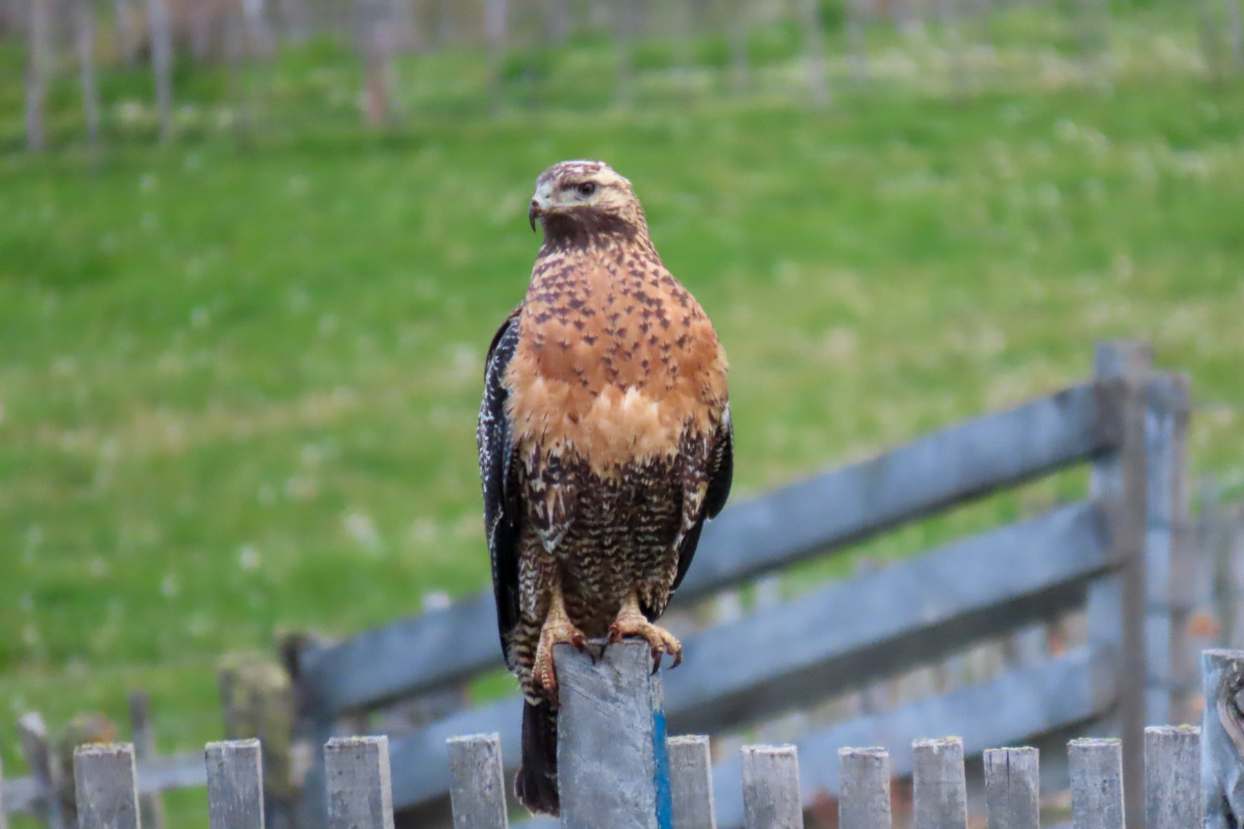 Black-chested Buzzard-Eagle (image by Mark Pearman)