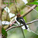 Black-chested Tyrant (image by Leo Garrigues)