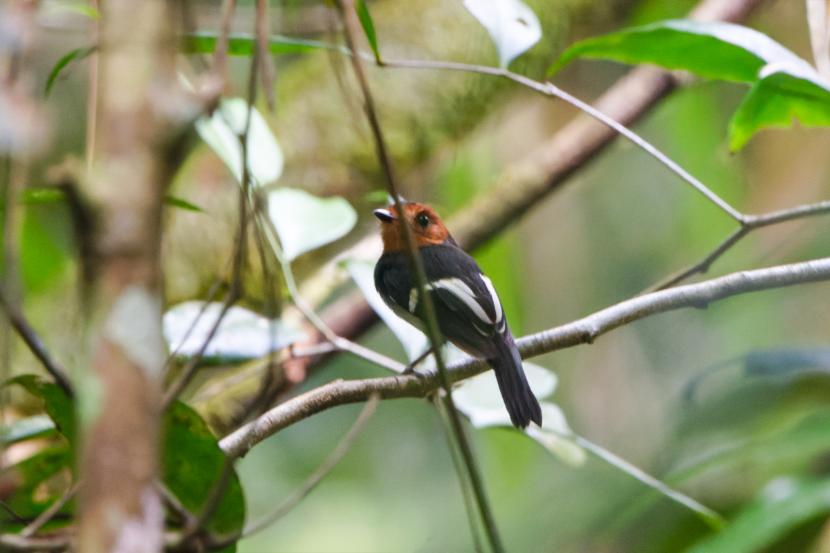 Black-chested Tyrant (image by Leo Garrigues)