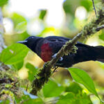 Black-and-crimson Oriole (image by Andre Ambrose D'Penha)