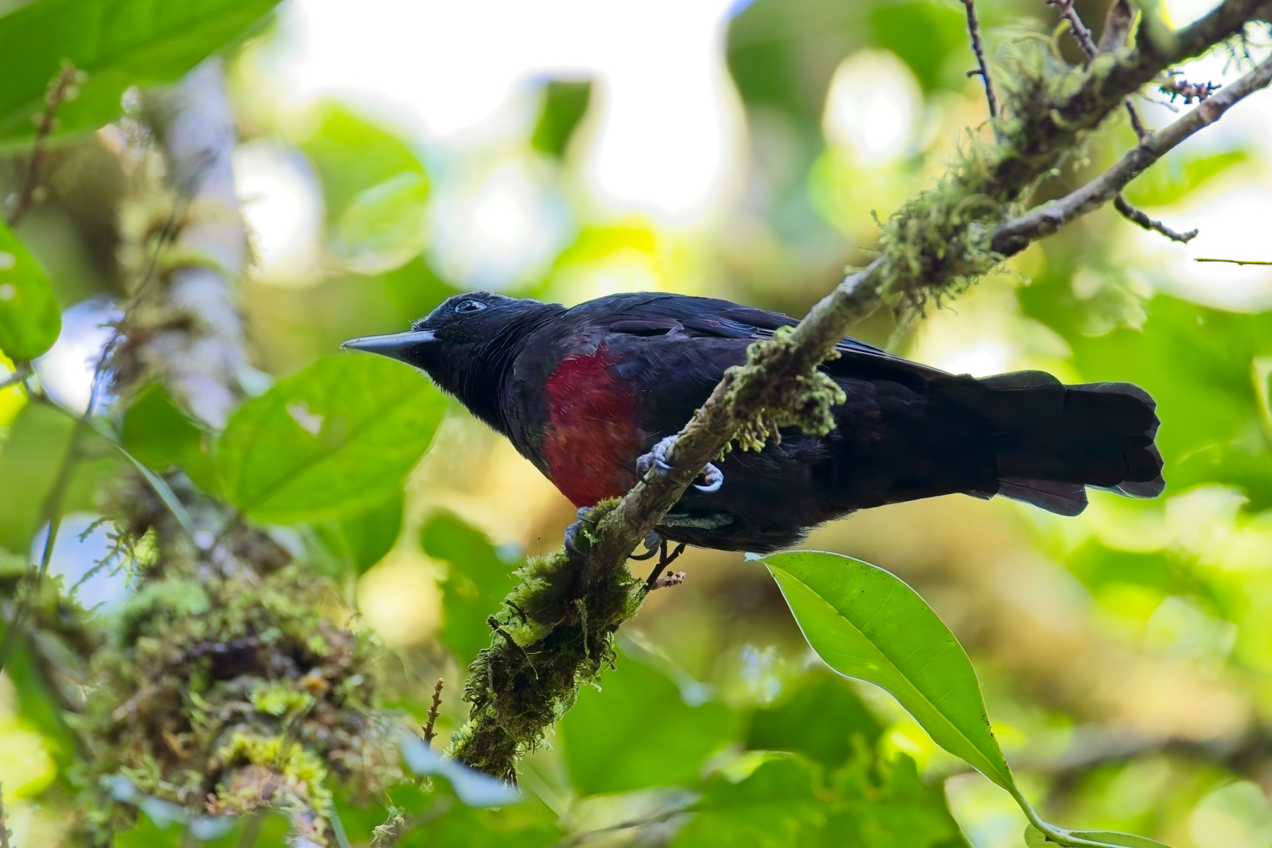 Black-and-crimson Oriole (image by Andre Ambrose D'Penha)