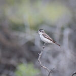 Black-crowned Monjita (image by Paul McLelland)
