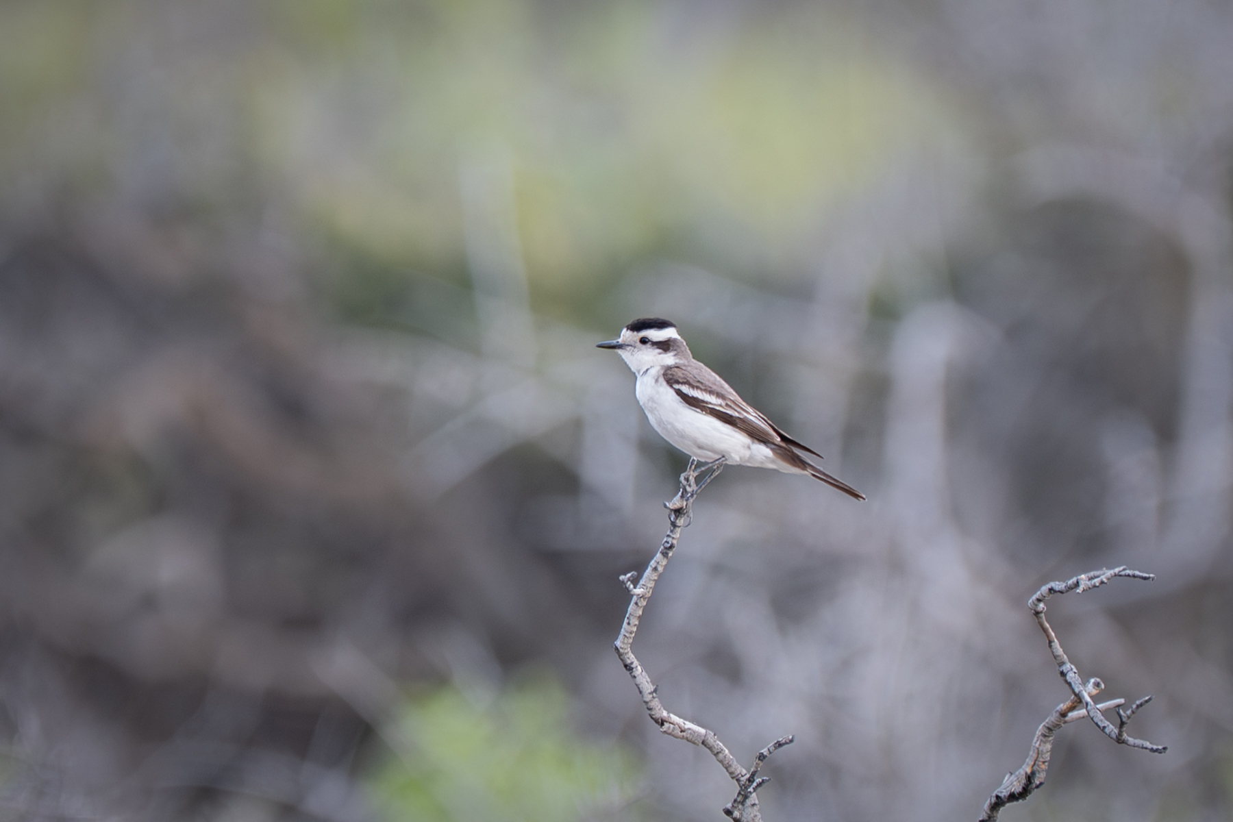 Black-crowned Monjita (image by Paul McLelland)
