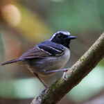 Black-faced Antbird (image by Leo Garrigues)