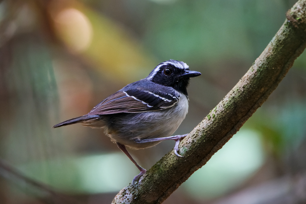 Black-faced Antbird (image by Leo Garrigues)