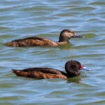 Black-headed Ducks (image by Mark Pearman)