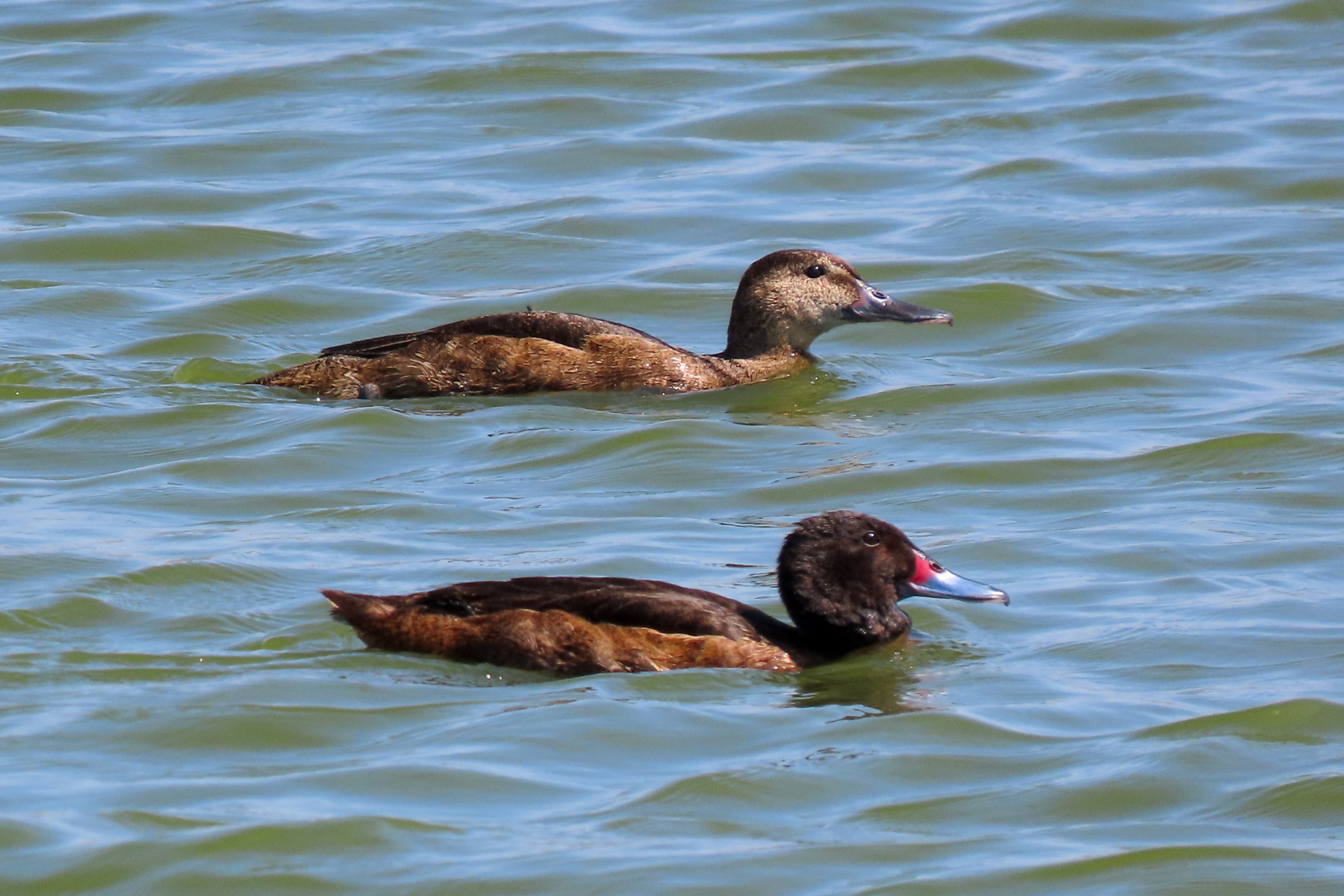 Black-headed Ducks (image by Mark Pearman)