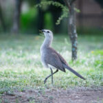 Black-legged Seriema (image by Paul McLelland)