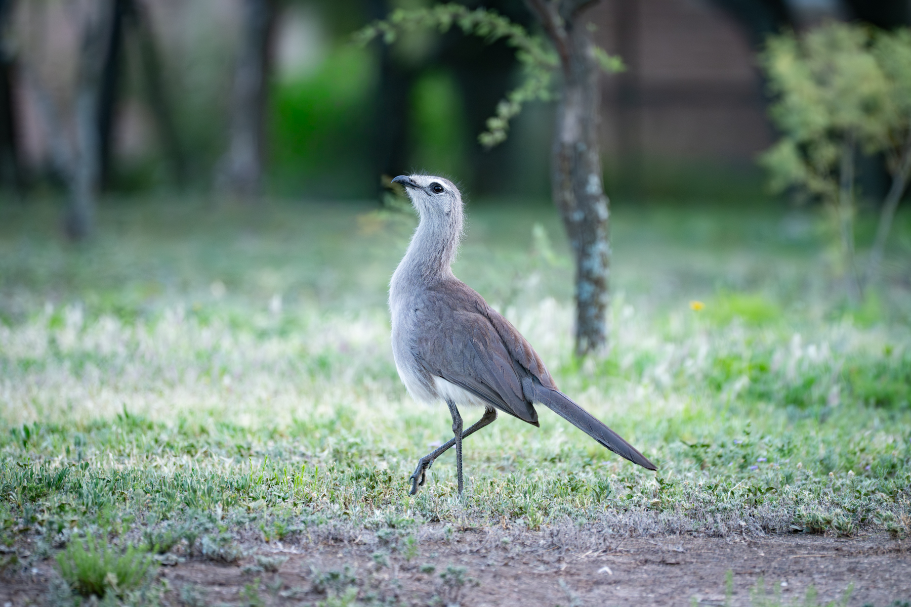Black-legged Seriema (image by Paul McLelland)