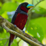 Black-and-red Broadbill (image by Andre Ambrose D'Penha)
