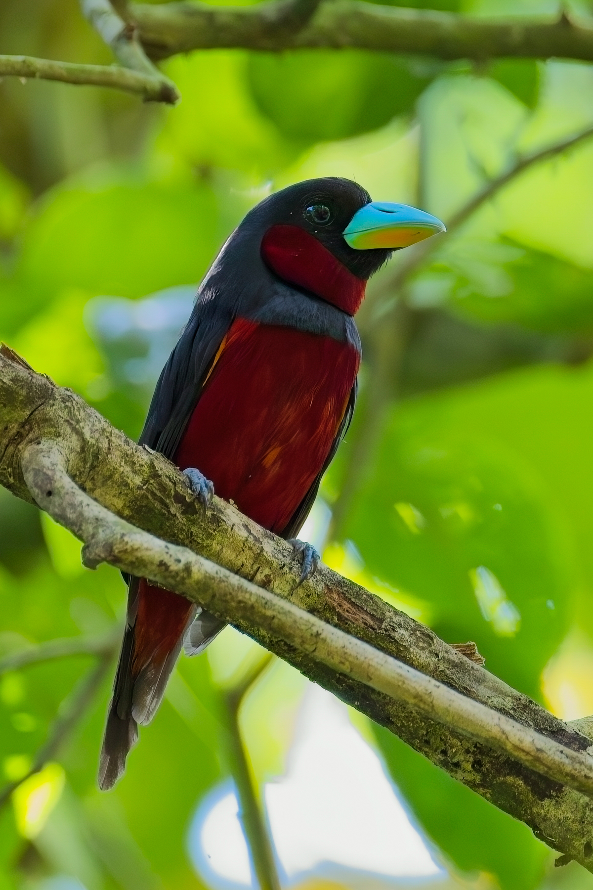 Black-and-red Broadbill (image by Andre Ambrose D'Penha)