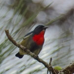 Black-sided Flowerpecker (image by Andre Ambrose D'Penha)