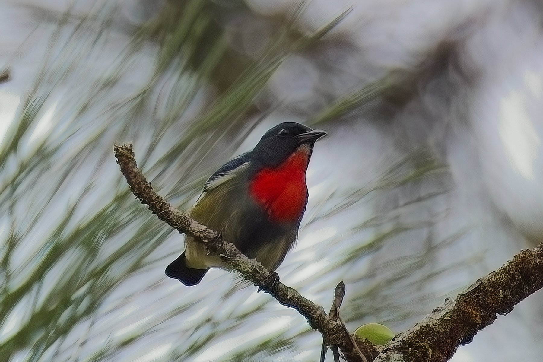 Black-sided Flowerpecker (image by Andre Ambrose D'Penha)