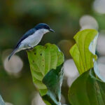 Black-winged Flycatcher-shrike (image by Andre Ambrose D'Penha)