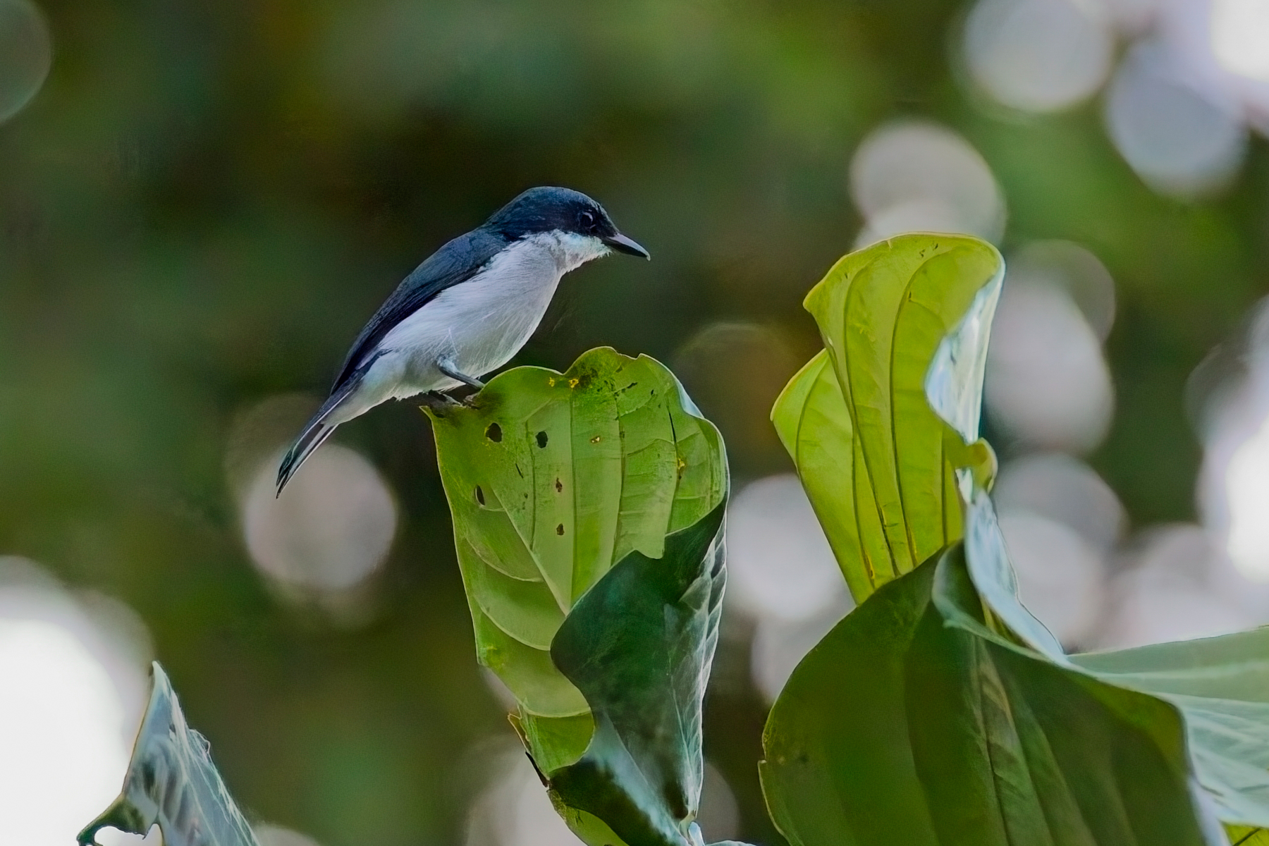Black-winged Flycatcher-shrike (image by Andre Ambrose D'Penha)