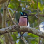 Black-and-yellow Broadbill (image by Andre Ambrose D'Penha)