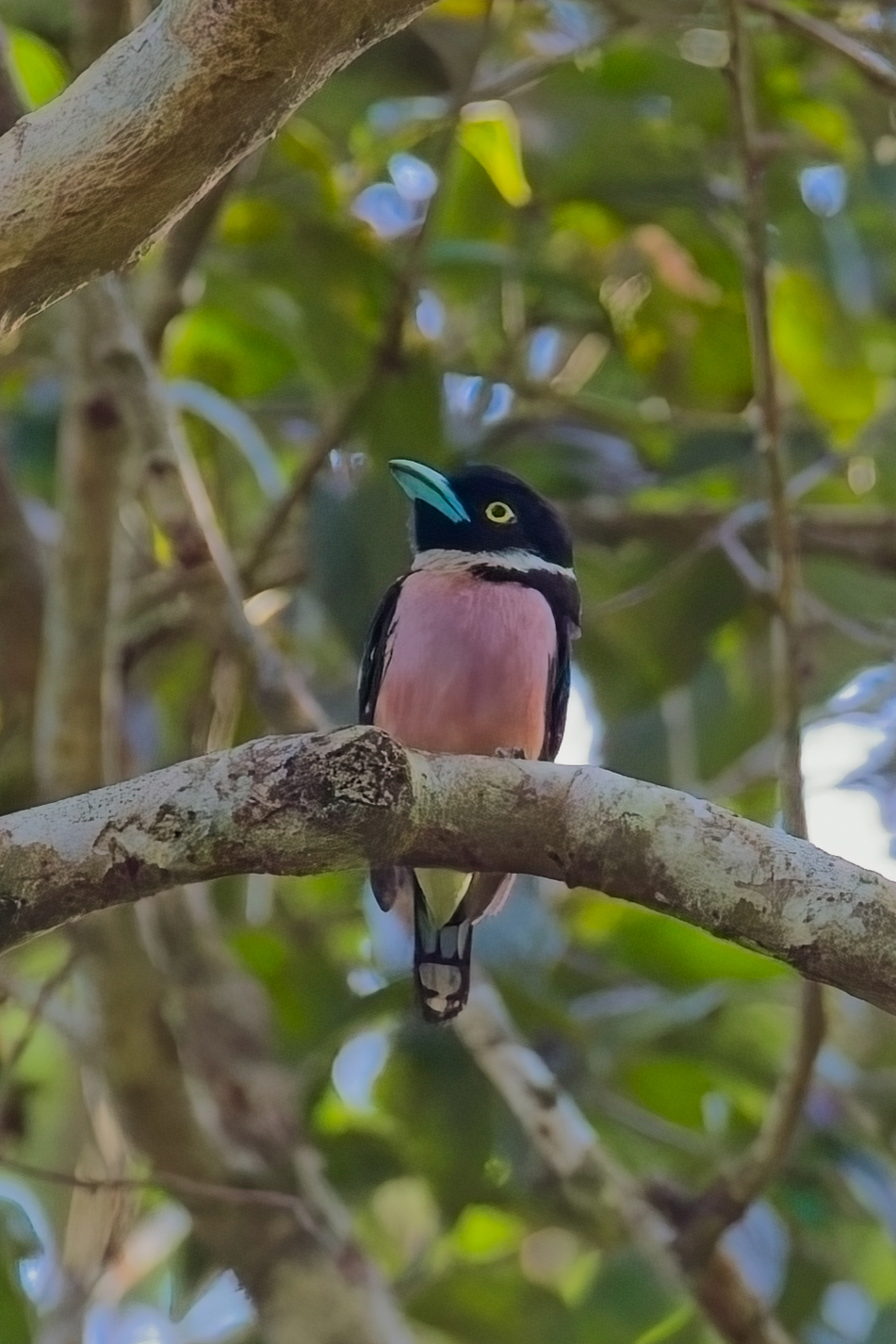 Black-and-yellow Broadbill (image by Andre Ambrose D'Penha)