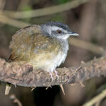 Blackcap Illadopsis (image by Pete Morris)