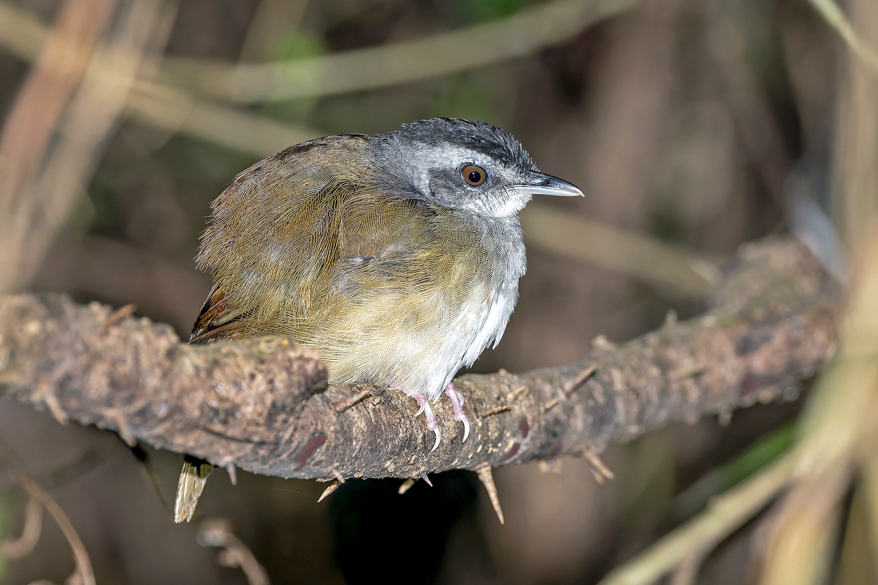 Blackcap Illadopsis (image by Pete Morris)