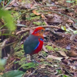 Blue Banded Pitta (image by Andre Ambrose D'Penha)