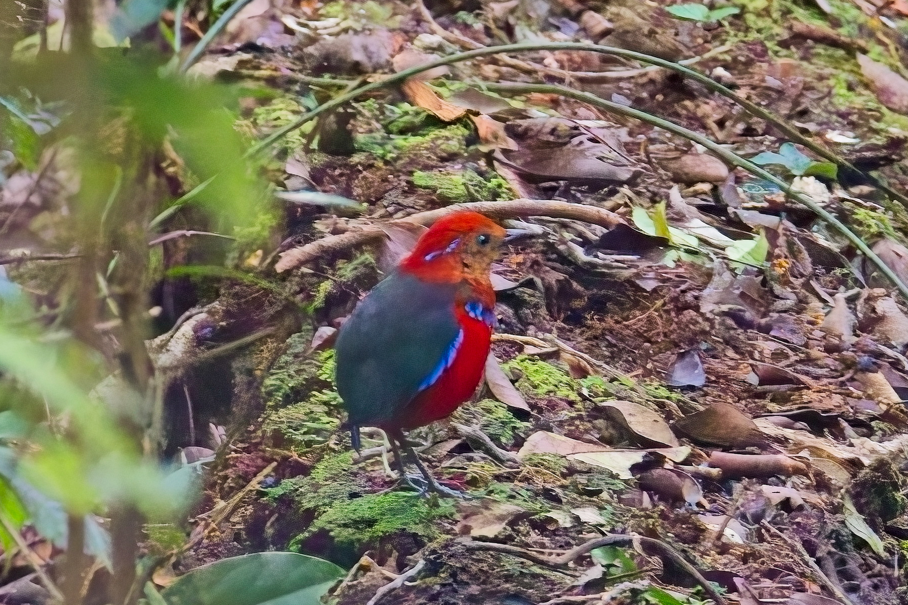 Blue Banded Pitta (image by Andre Ambrose D'Penha)