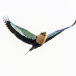 Blue-bellied Roller (image by Pete Morris)