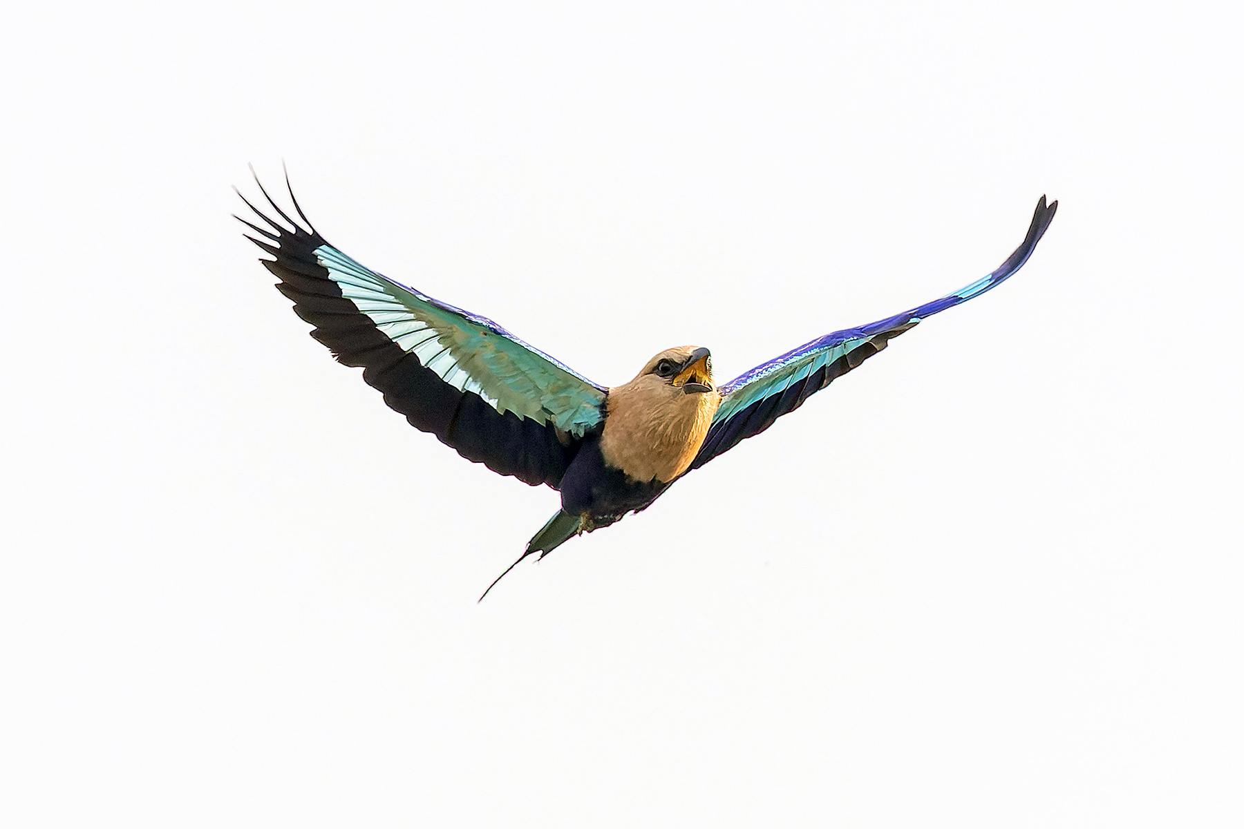 Blue-bellied Roller (image by Pete Morris)