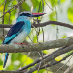 Blue-breasted Kingfisher (image by Pete Morris)