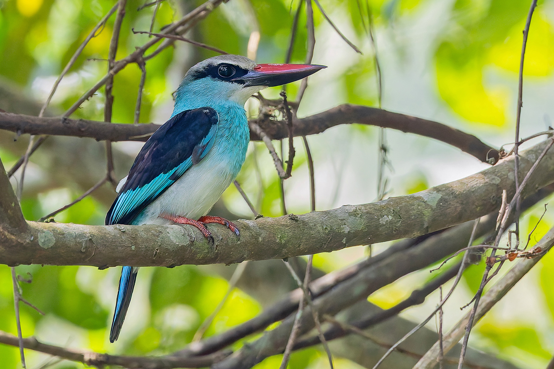 Blue-breasted Kingfisher (image by Pete Morris)