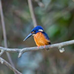 Blue-eared Kingfisher (image by Andre Ambrose D'Penha)