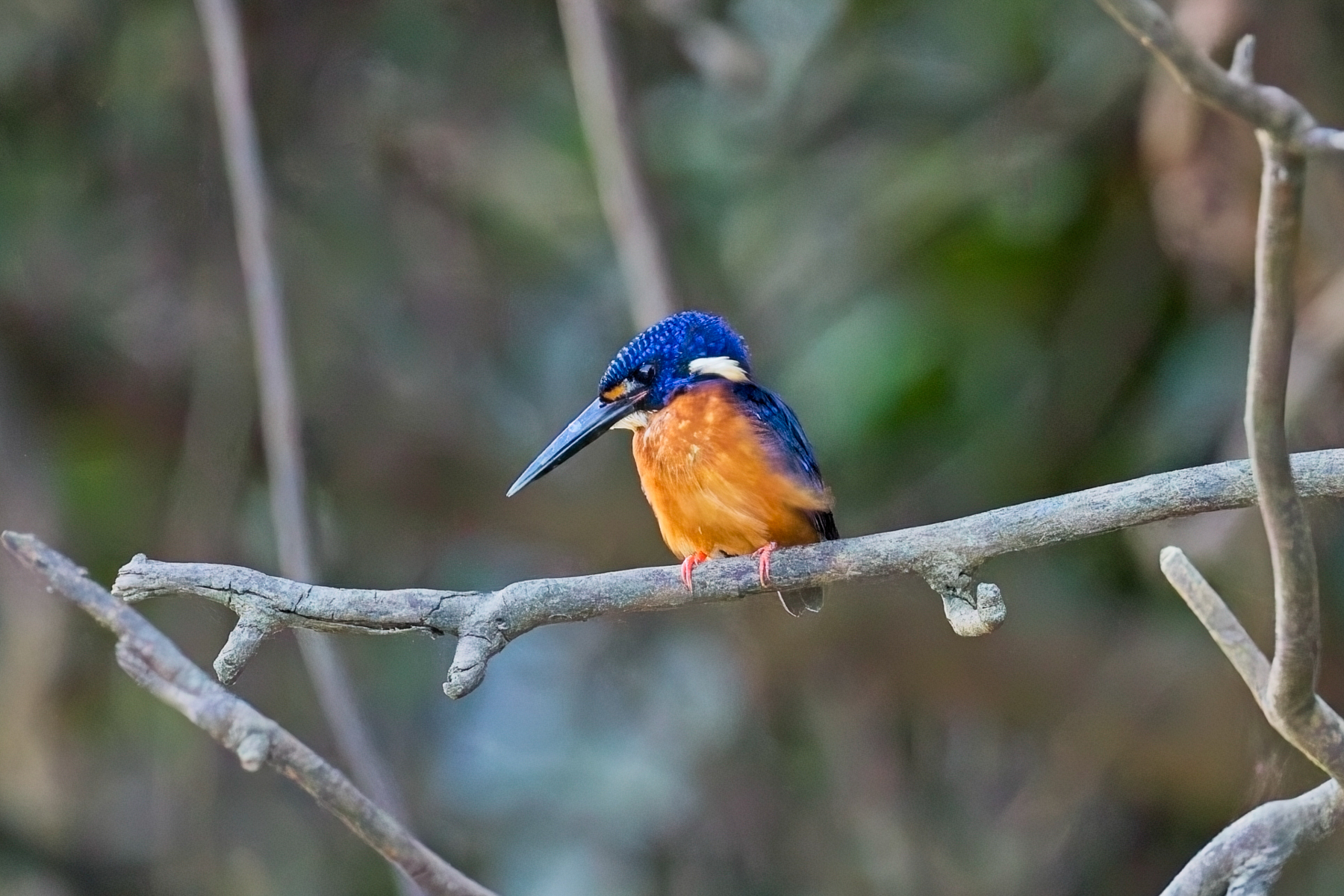 Blue-eared Kingfisher (image by Andre Ambrose D'Penha)