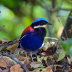 Blue-headed Pitta (image by Andre Ambrose D'Penha)