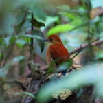Blue-headed Pitta (image by Andre Ambrose D'Penha)