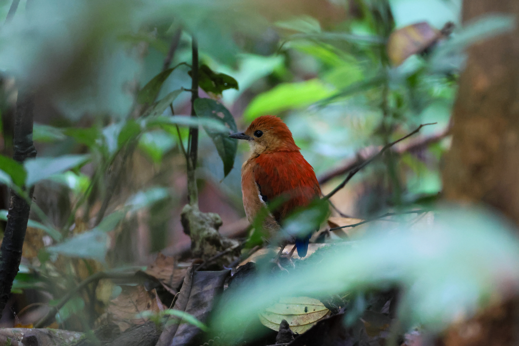 Blue-headed Pitta (image by Andre Ambrose D'Penha)