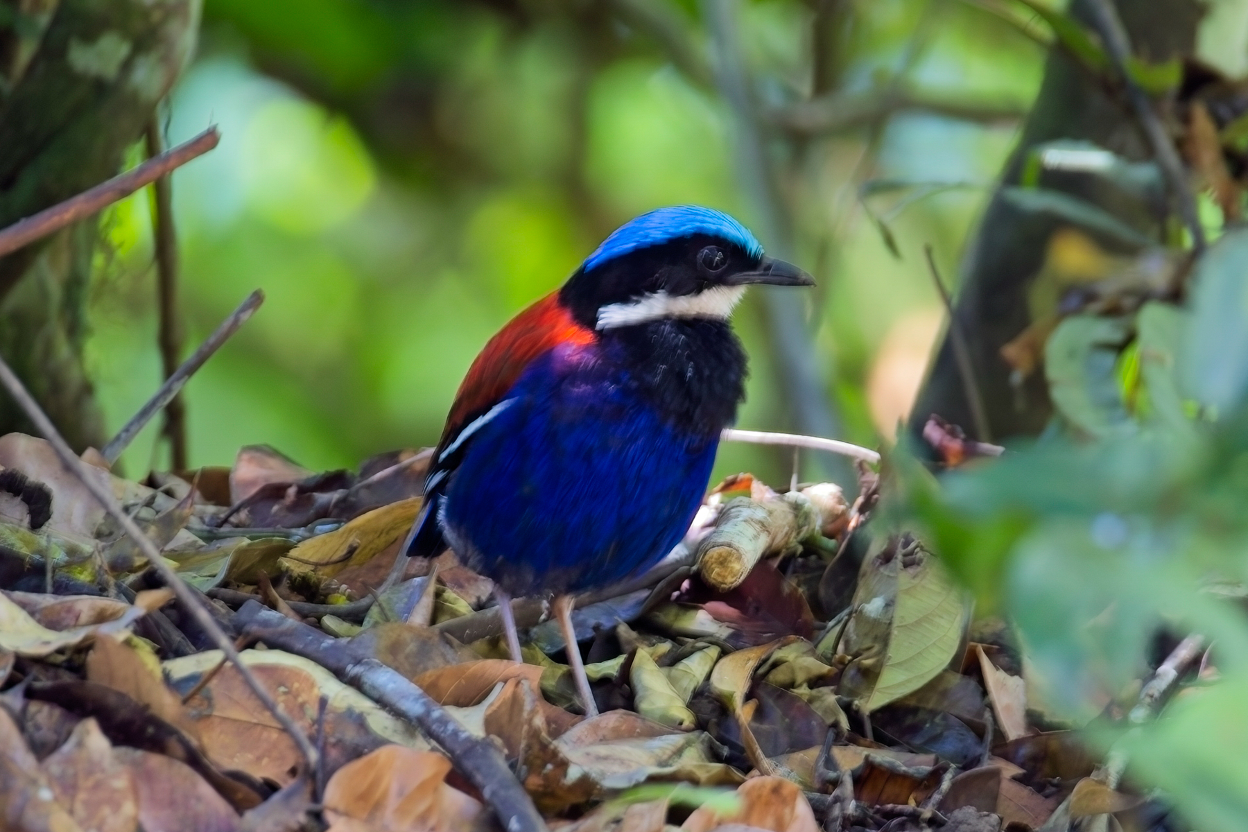 Blue-headed Pitta (image by Andre Ambrose D'Penha)