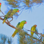 Blue-naped Parrots (image by Andre Ambrose D'Penha)