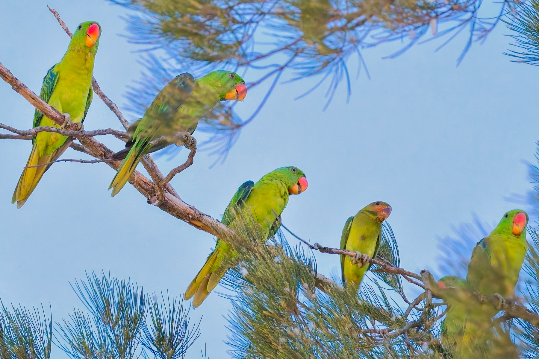 Blue-naped Parrots (image by Andre Ambrose D'Penha)