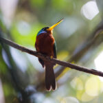Blue-necked Jacamar (image by Leo Garrigues)