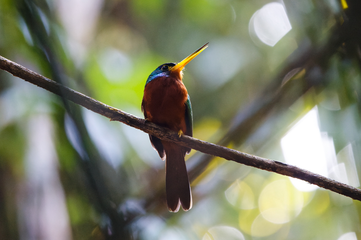 Blue-necked Jacamar (image by Leo Garrigues)