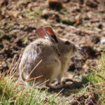 Bolivian Big-eared Mouse (image by Mark Pearman)