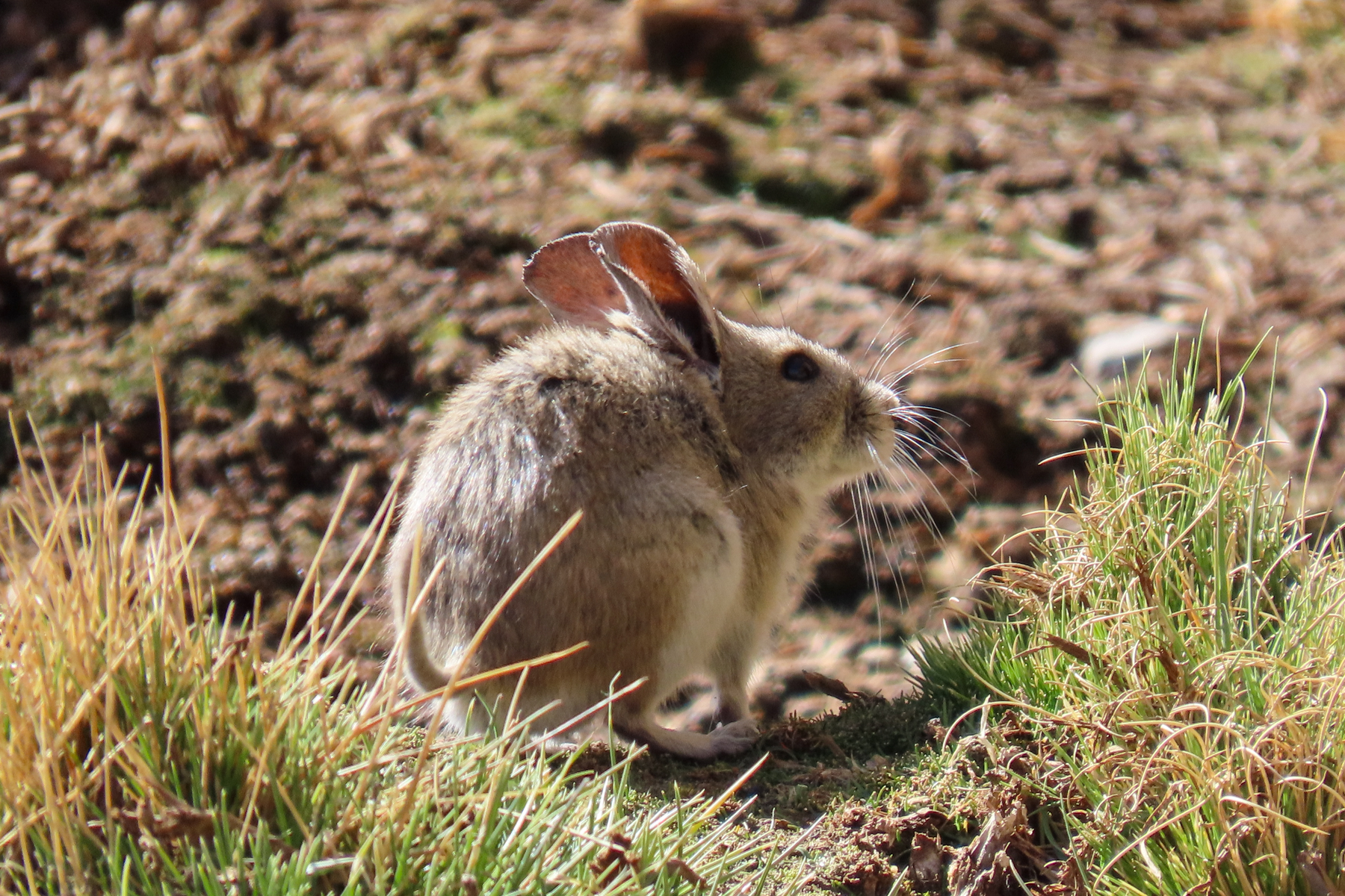 Bolivian Big-eared Mouse (image by Mark Pearman)
