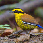 Bornean Banded Pitta (image by Andre Ambrose D'Penha)