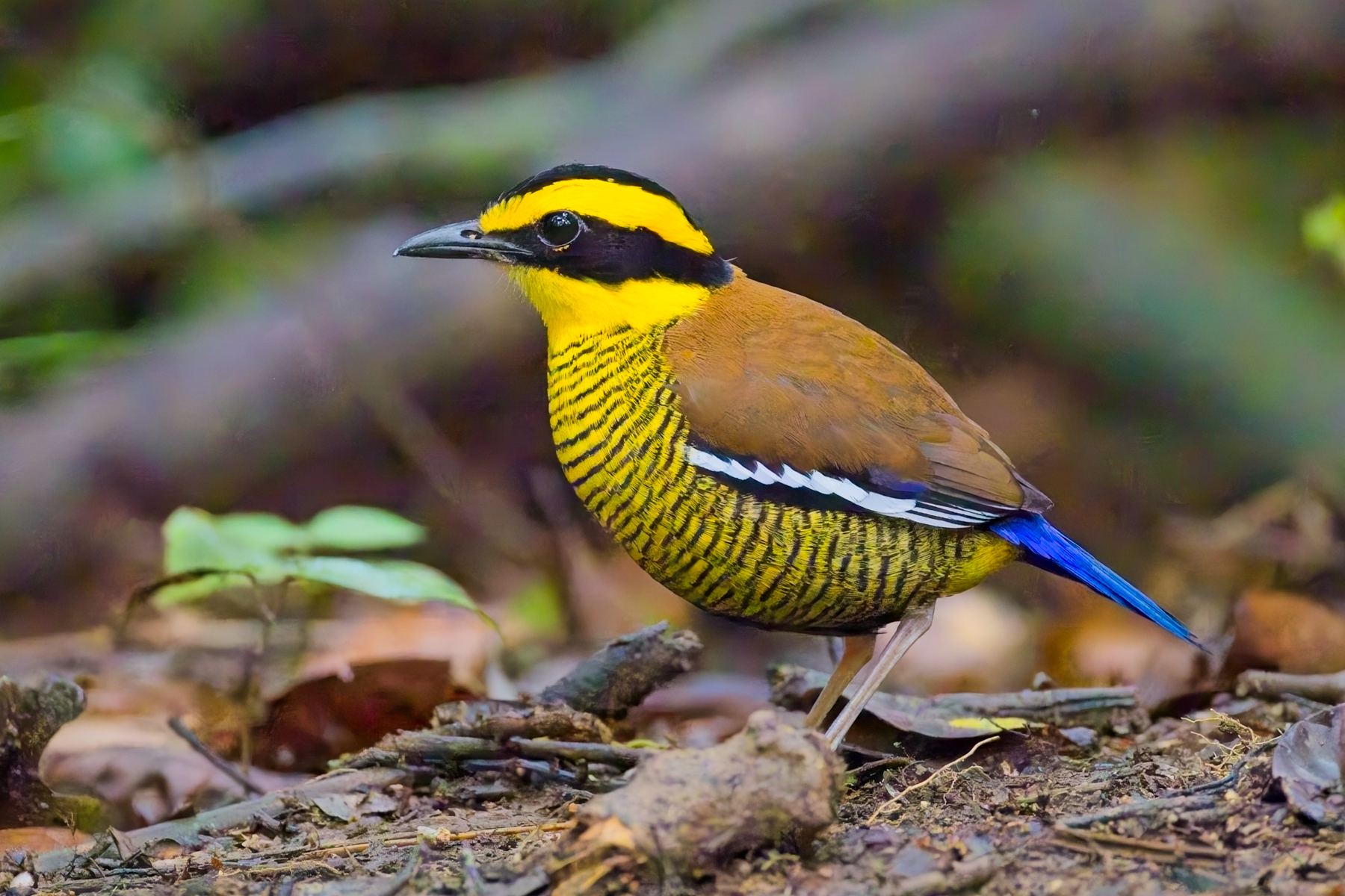 Bornean Banded Pitta (image by Andre Ambrose D'Penha)