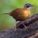Bornean Black-capped Babbler (image by Andre Ambrose D'Penha)