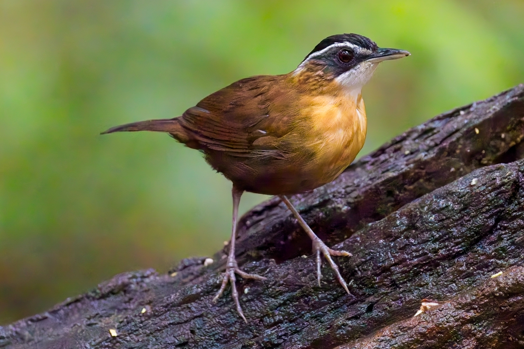 Bornean Black-capped Babbler (image by Andre Ambrose D'Penha)