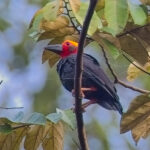 Bornean Bristlehead (image by Andre Ambrose D'Penha)
