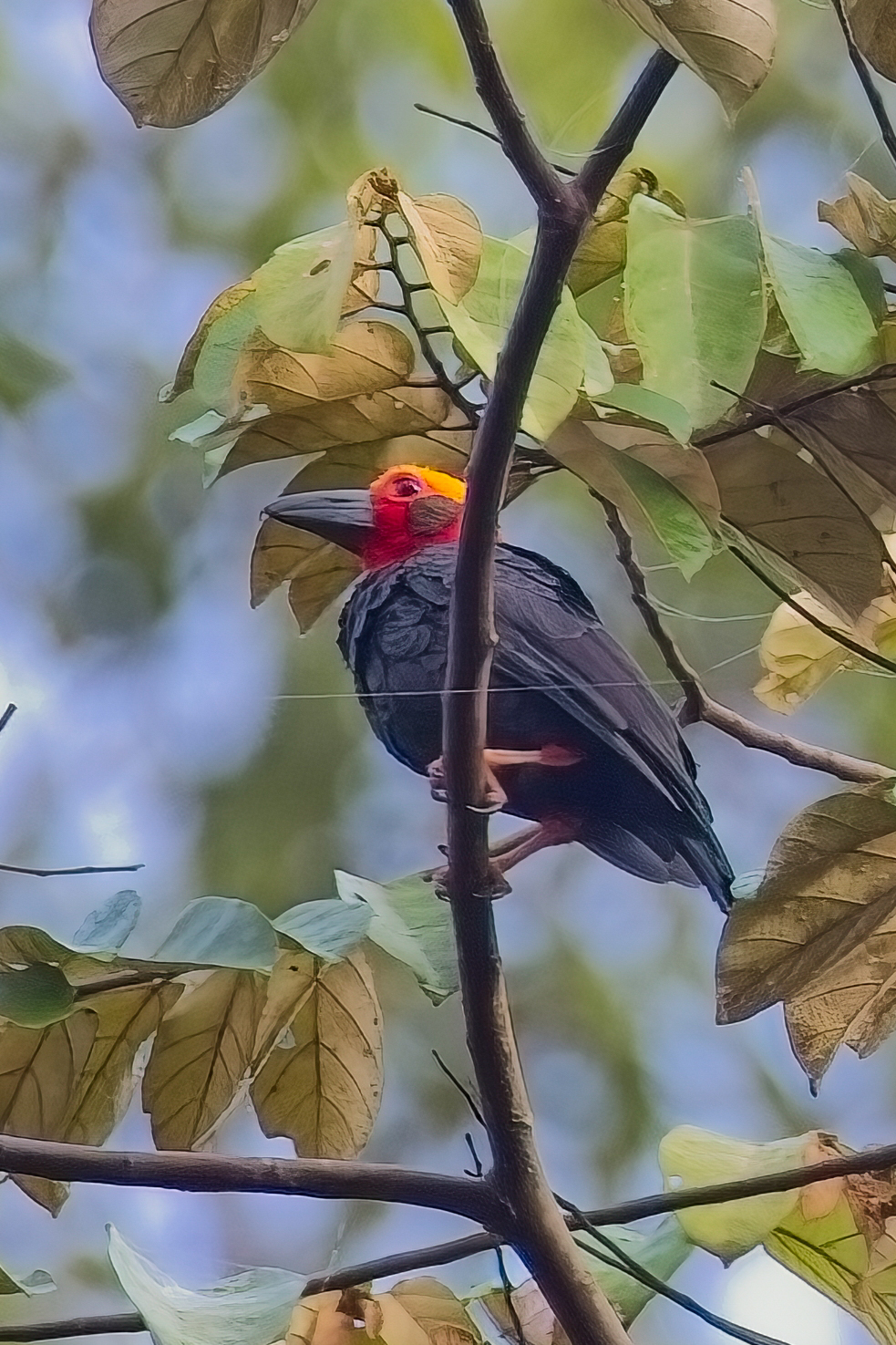 Bornean Bristlehead (image by Andre Ambrose D'Penha)
